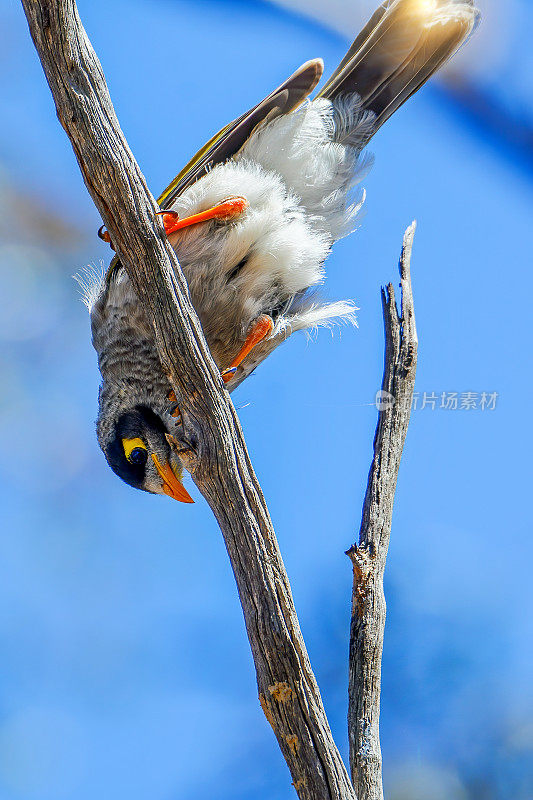 吵闹的矿鸟(Manorina melanocephala)